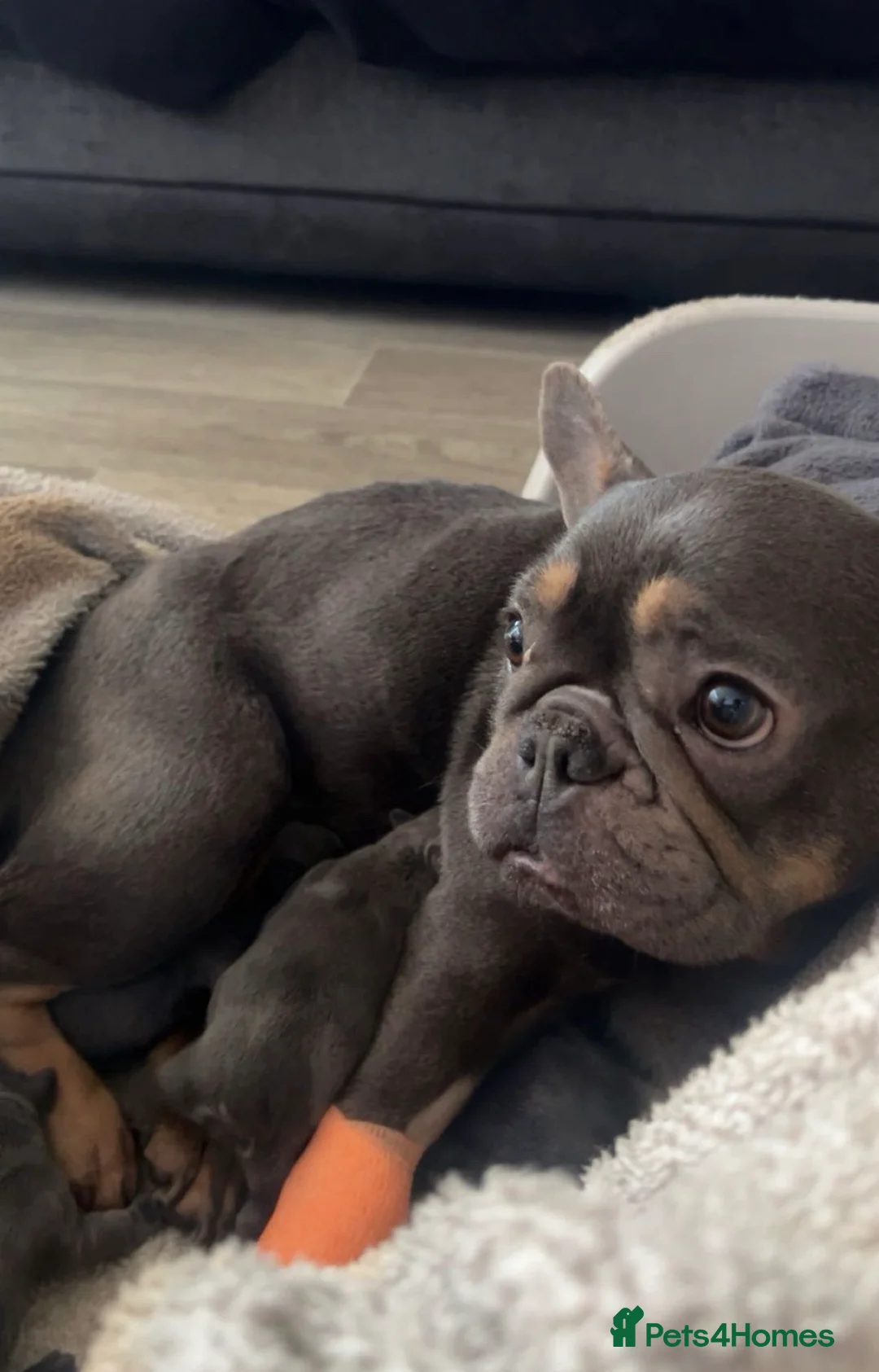 French Bulldog dogs for sale: 10 Week Old French Bulldogs For Sale.  in Colchester - Advert 1