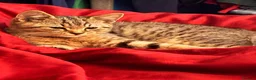 British Shorthair cats for sale: British Shorthair X Kittens - Advert 5