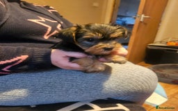 Yorkshire Terrier dogs for sale: Mini Yorkshire Terrier for Sale 2 boys 1 girl - Image 7