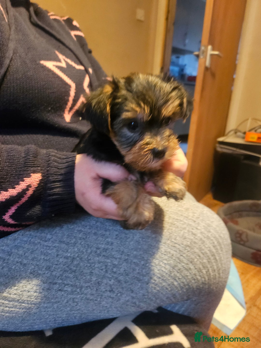 Yorkshire Terrier dogs for sale: Mini Yorkshire Terrier for Sale 2 boys 1 girl - Image 7