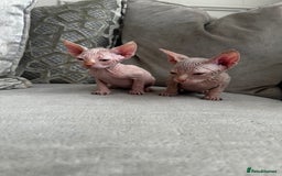 Sphynx cats for sale: TWO MALE SPHYNX KITTENS  - Image 1