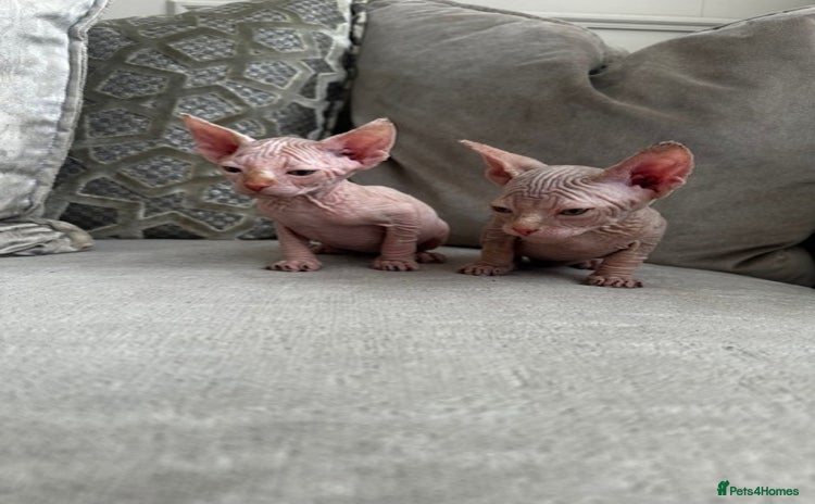 Sphynx cats - Advert 6