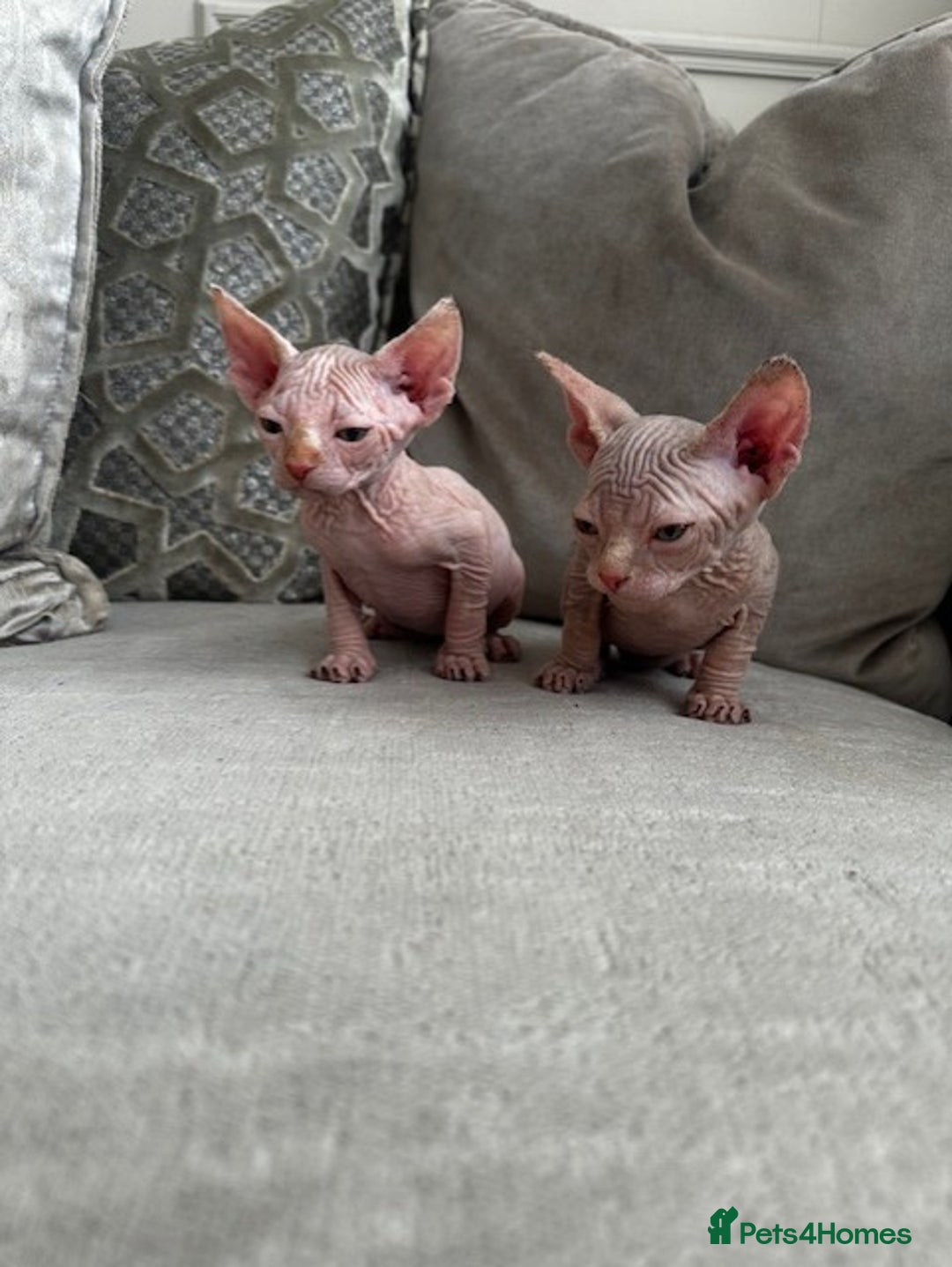 Sphynx cats for sale: TWO MALE SPHYNX KITTENS  - Image 1
