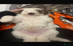 Labradoodle dogs for sale: Chocolate Parti Merle labradoodle (last one) - Image 4