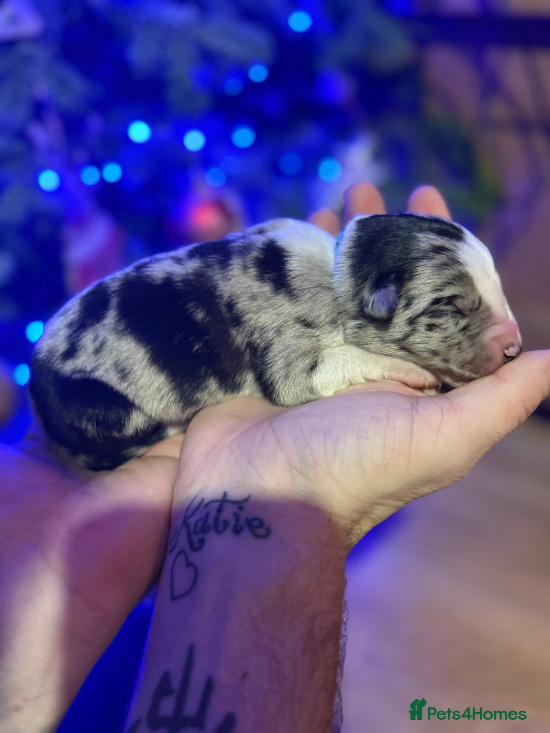 Border Collie dogs for sale: Family-Raised Border Collie Pups - Advert 12