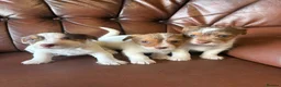 Jack Russell dogs for sale: Jack Russell puppies - Advert 1