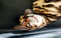 Bengal cats for sale: 🔥The Cutest Bengals in the UK? Come See 😺 🐾 - Image 12