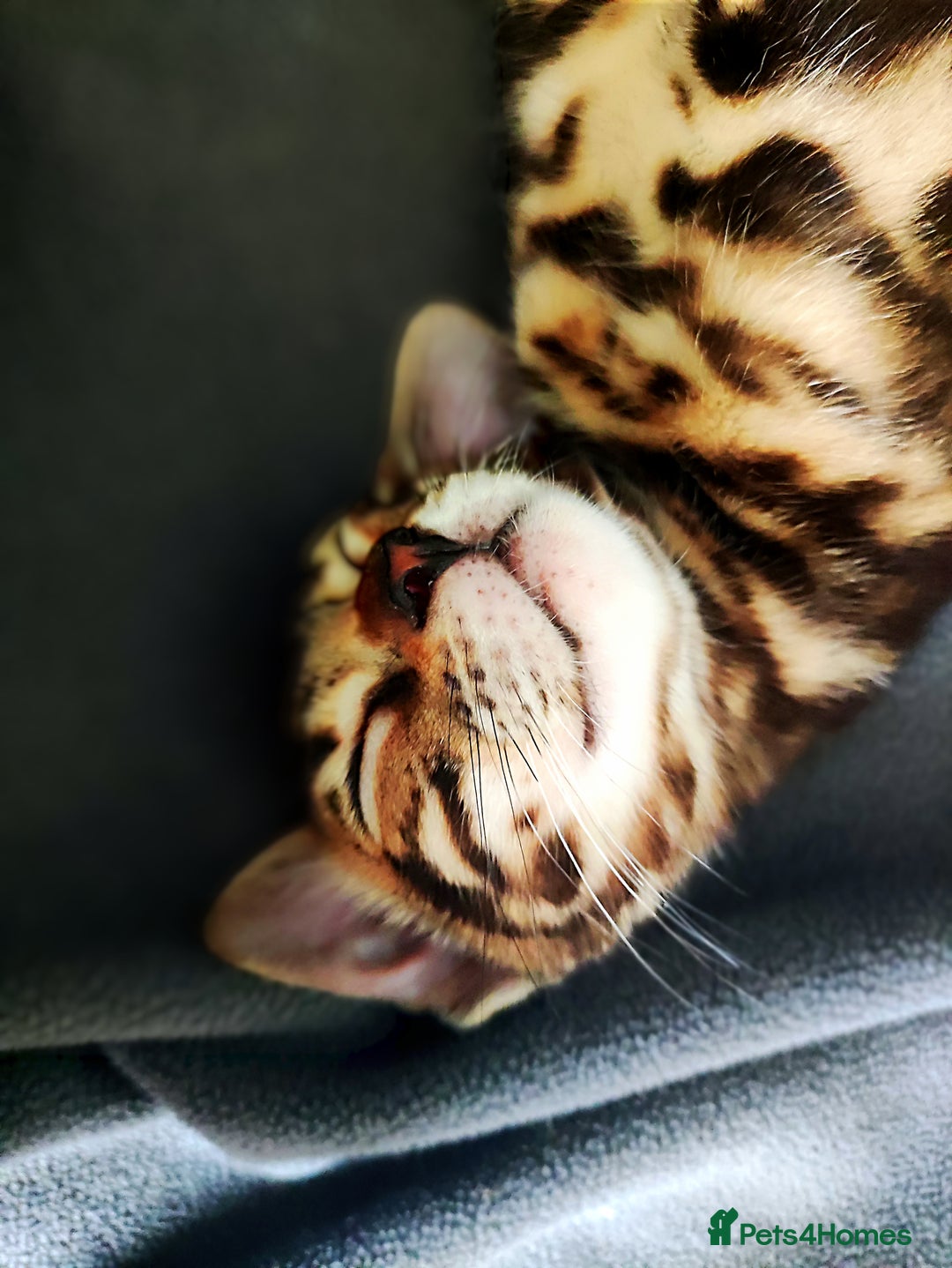 Bengal cats for sale: 🔥The Cutest Bengals in the UK? Come See 😺 🐾 - Image 12