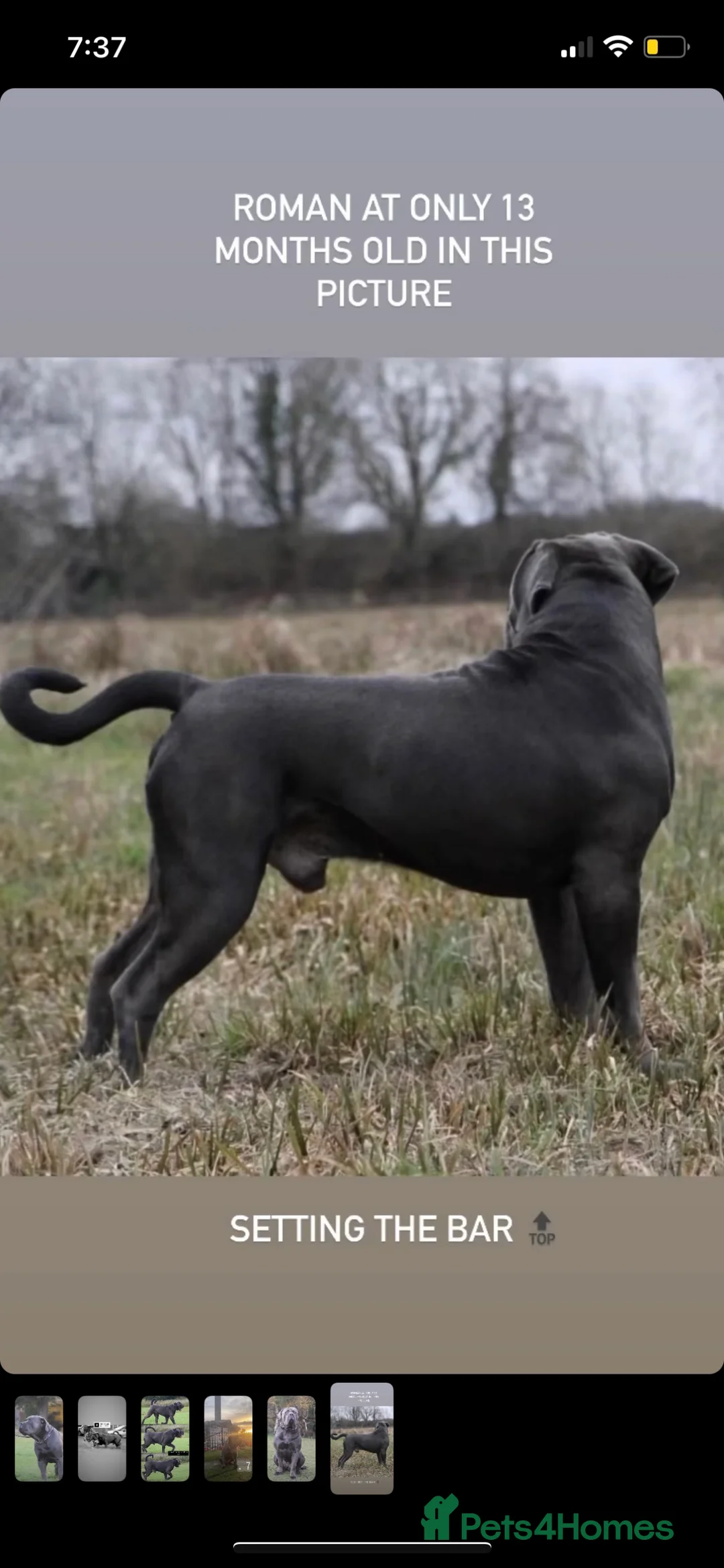 Boerboel dogs for stud: Imperial Health Tested & Champion Stud in Eastleigh - Advert 13