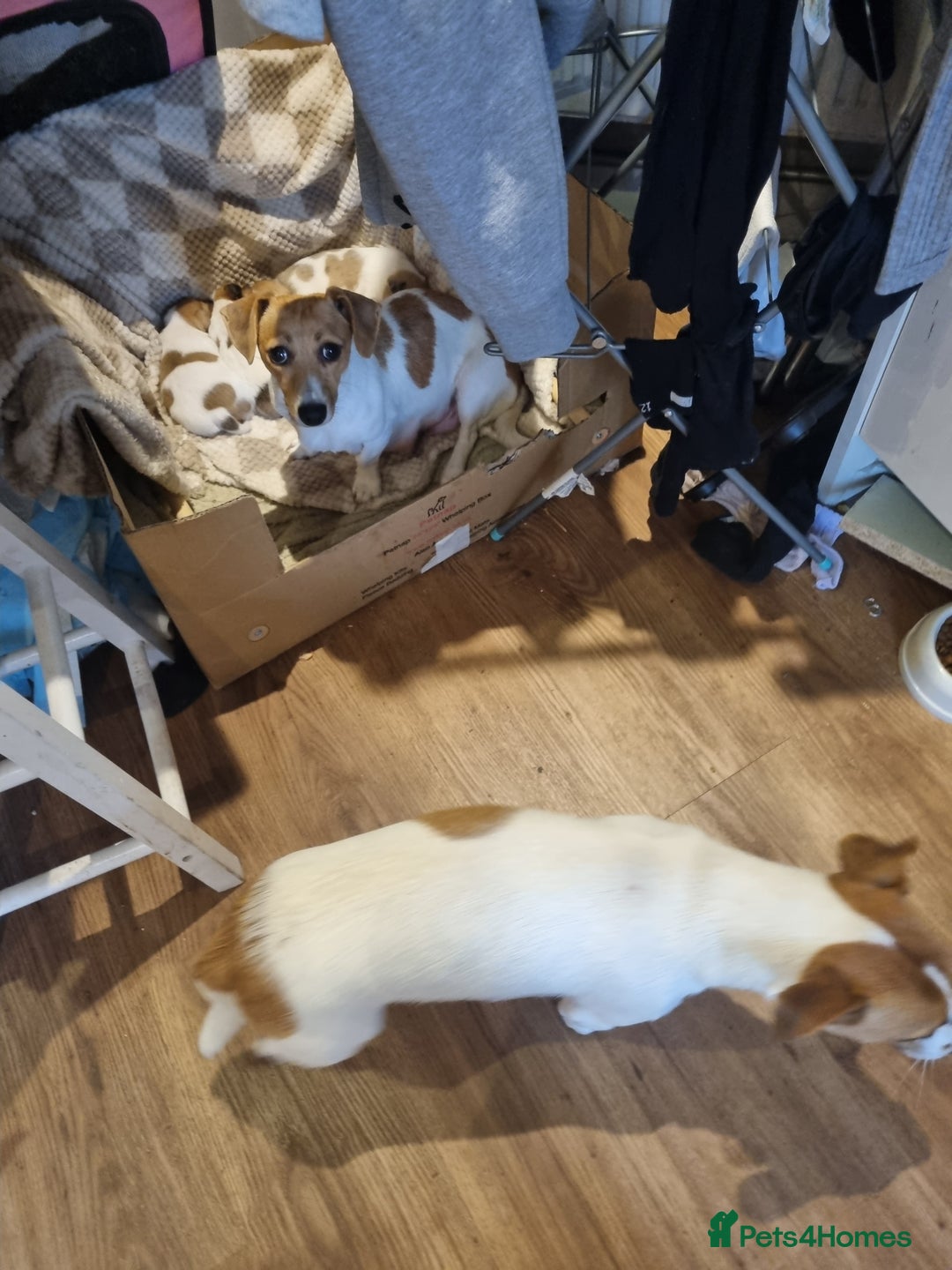Jack Russell dogs for sale: Beautiful litter of Jack Russels  - Image 6