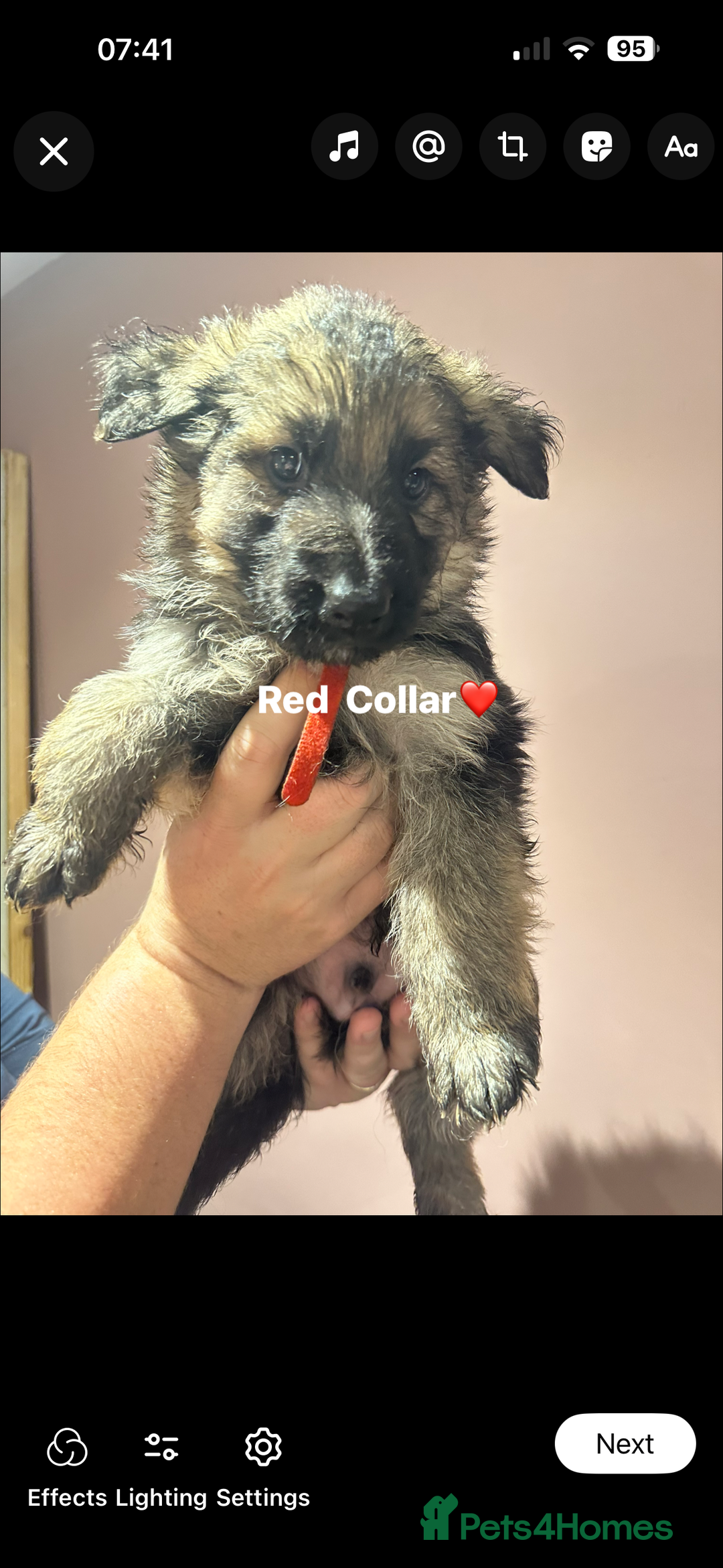 German Shepherd dogs for sale: German Shepherd puppies *Open to sensible offers* - Advert 30