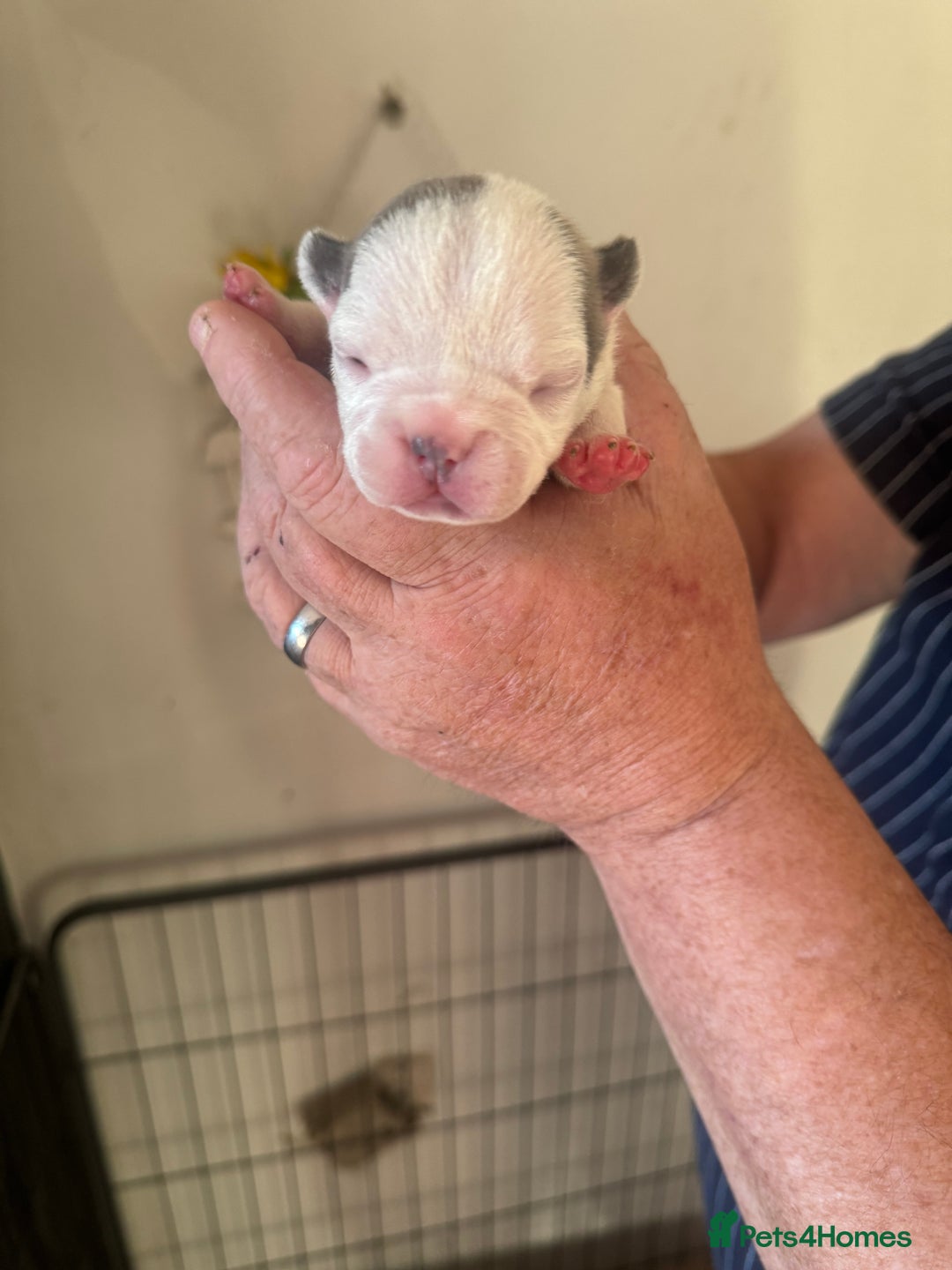 French Bulldog dogs for sale: French bulldog puppies  - Advert 2