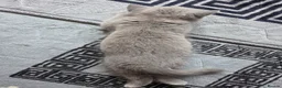 British Shorthair cats for sale: British shorthair kittens - Advert 5