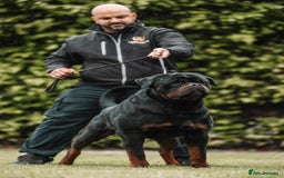 Rottweiler dogs for sale: 🏆Repeat breeding by No.1 Stud in the UK METAL!!🏆 - Image 4