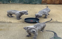 Great Dane dogs for sale: Great Dane puppies looking for forever homes  - Image 3