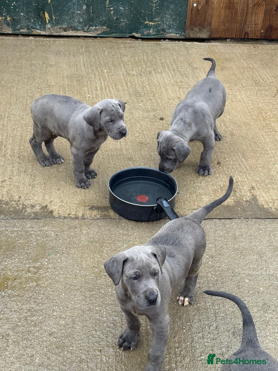 Great Dane dogs for sale: Great Dane puppies looking for forever homes  - Image 3