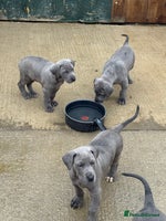 Great Dane dogs - Advert 2