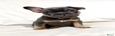 French Bulldog 2