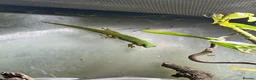 Gecko reptiles for sale: Dart frogs and geckos in Oxford - Advert 5