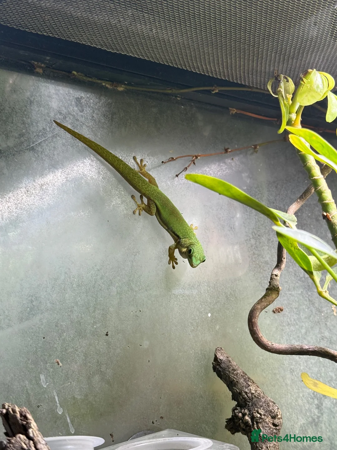 Gecko reptiles for sale: Dart frogs and geckos in Oxford - Advert 5