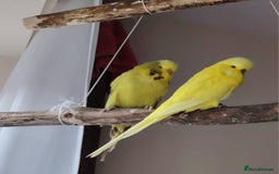Cockatiels birds for sale: Tamed exhibation rare colour budgies - Advert 1