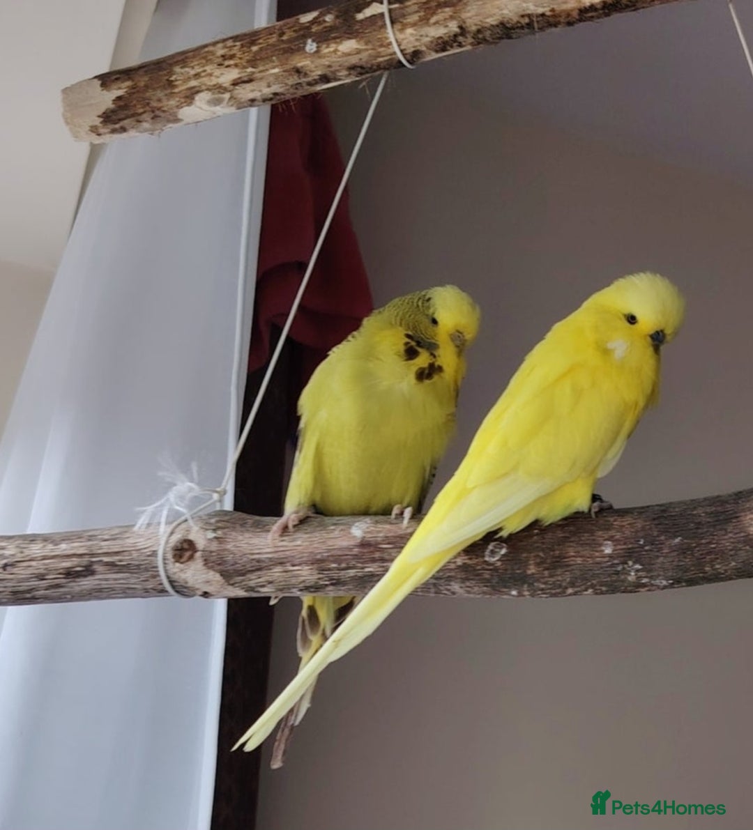 Cockatiels birds for sale: Tamed exhibation rare colour budgies - Advert 1