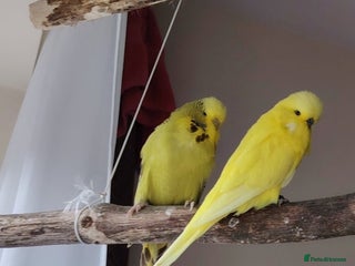Cockatiels birds - Advert 9