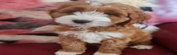 Australian Labradoodle dogs for sale: Genuine Australian Labradoodles - Advert 11
