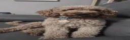 Toy Poodle dogs for stud: Proven toy poddle stud - Advert 1