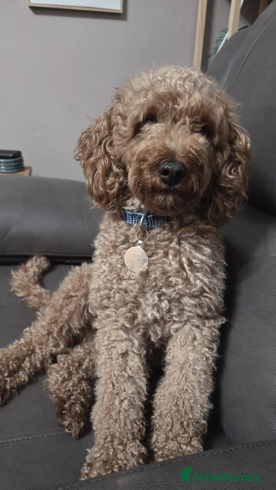 Toy Poodle dogs for stud: Proven toy poddle stud - Advert 1