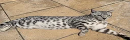 Bengal cats for sale: PURE rare Silver Bengal Male Kitten - 10 months - Advert 5