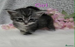 Maine Coon cats for sale: 6 Maine Coone kittens. - Image 9
