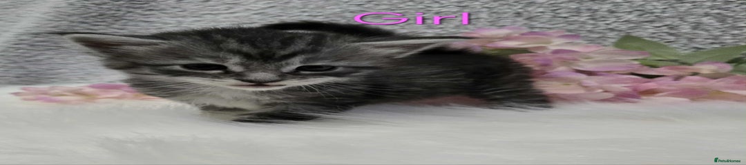 Maine Coon Kitten 5