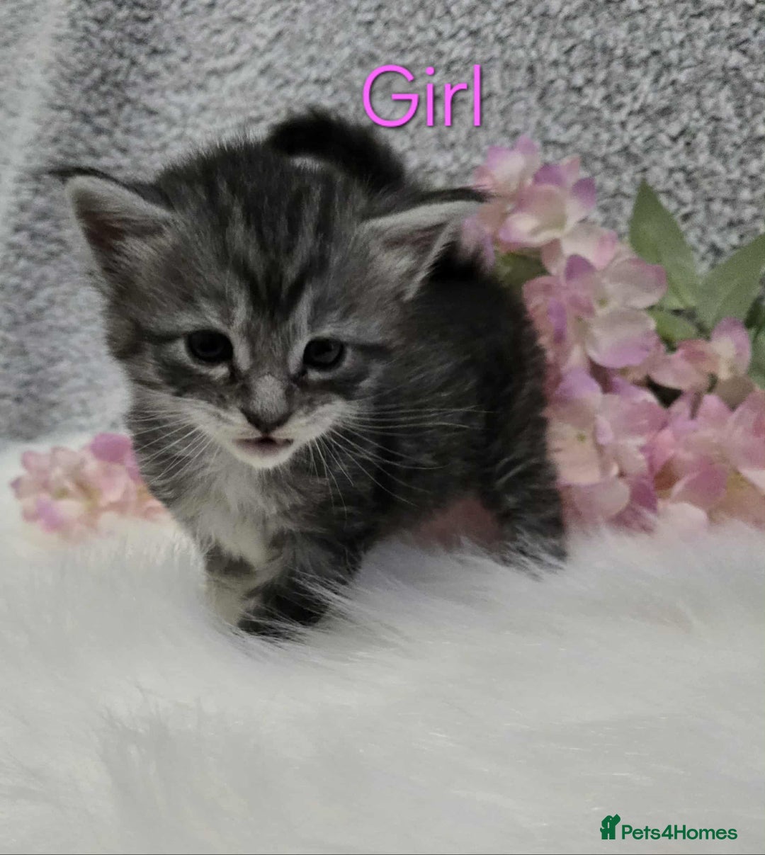 Maine Coon cats for sale: 6 Maine Coone kittens. - Image 9