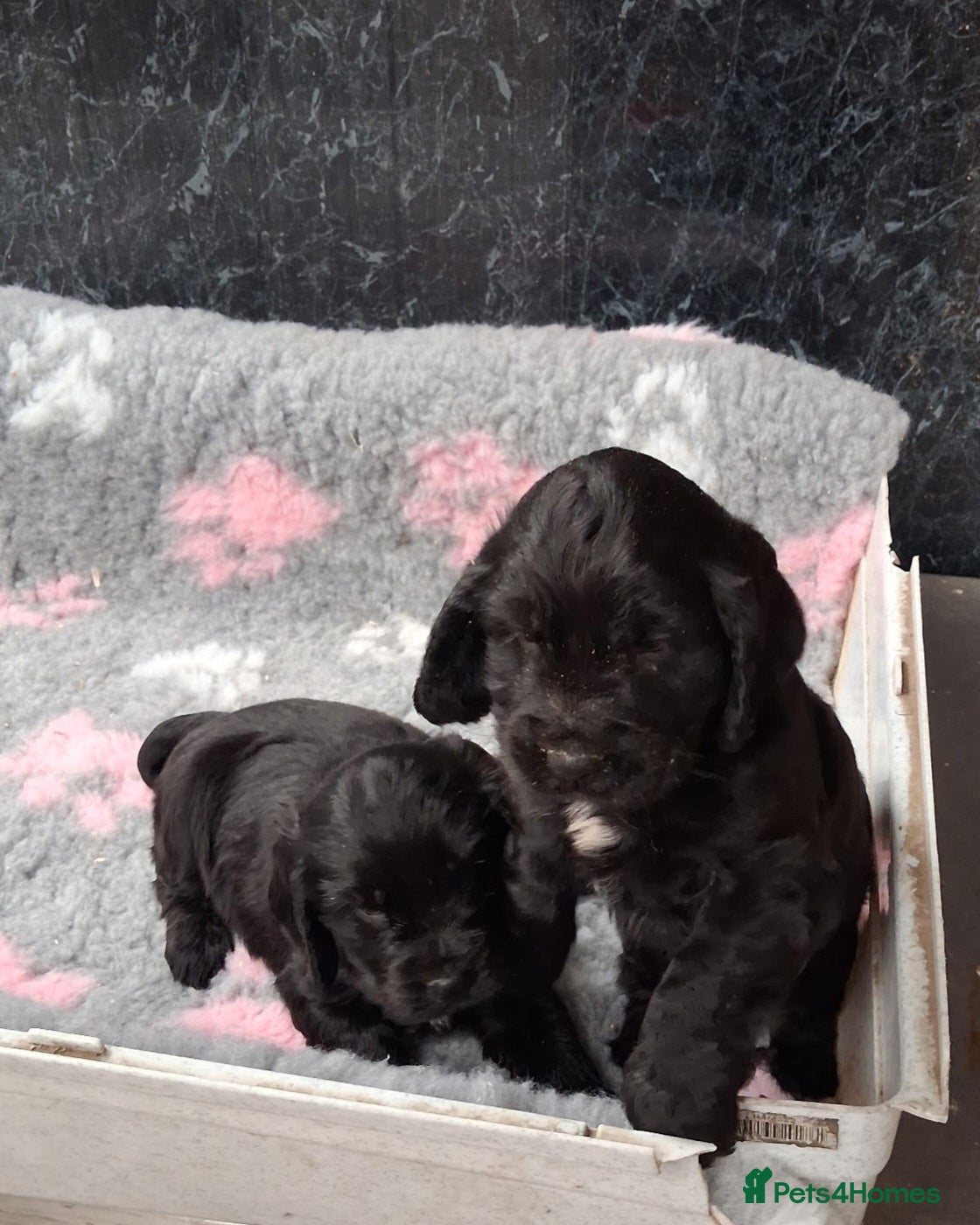 Cocker Spaniel dogs Beautiful Cocker pups for sale - Advert 1