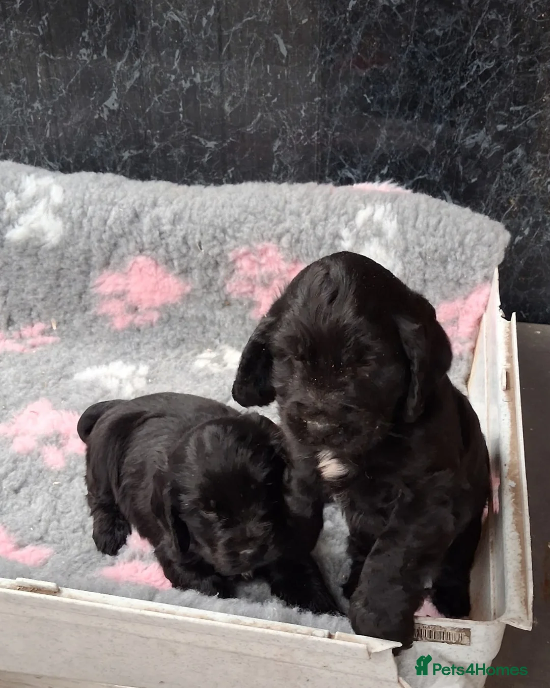 Cocker Spaniel dogs for sale: Beautiful Cocker pups for sale in Neath - Advert 1