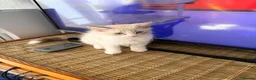 Mixed Breed cats for sale: Kitty  - Advert 3