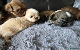 Shih Tzu dogs for sale: Stunning Rare Brindle Imperial Shih Tzu puppies - Image 21