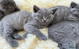 British Shorthair cats for sale: British Short Hair Kittens - Image 4