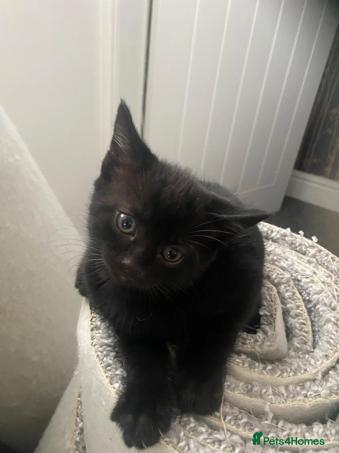 British Shorthair cats for sale: Two beautiful little girls - Advert 5