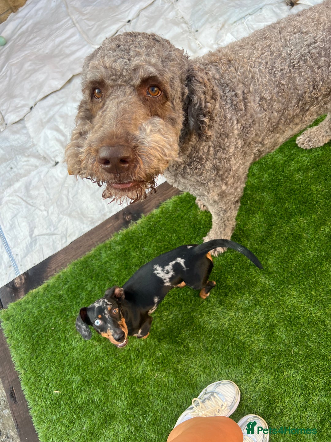 Dachshund dogs for sale: Male dapple dachshund  - Advert 4