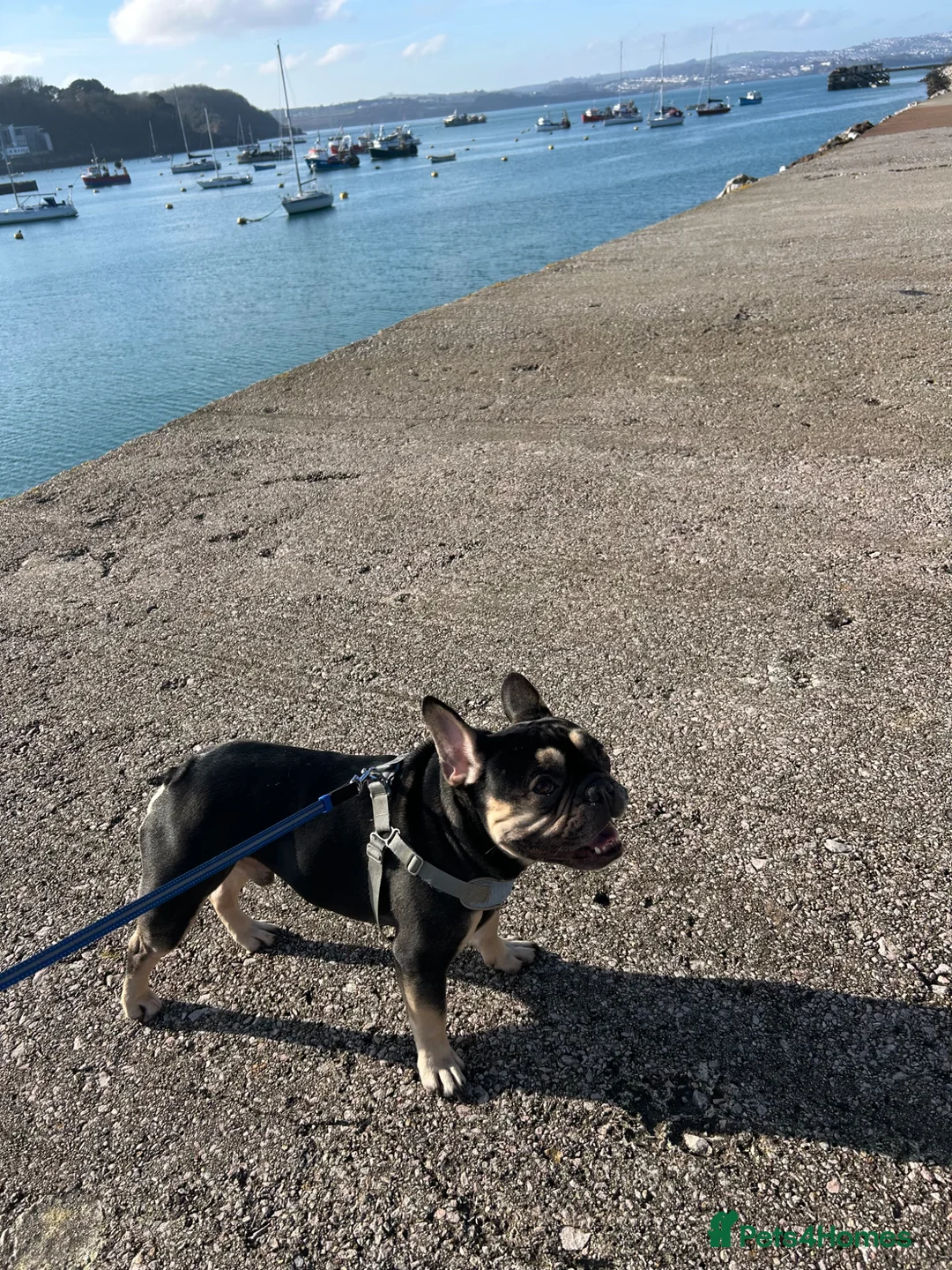 French Bulldog dogs for sale: Male Adult FrenchBulldog  - Advert 1
