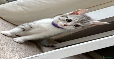 Mixed Breed cats - Advert 5