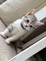 Mixed Breed cats - Advert 3