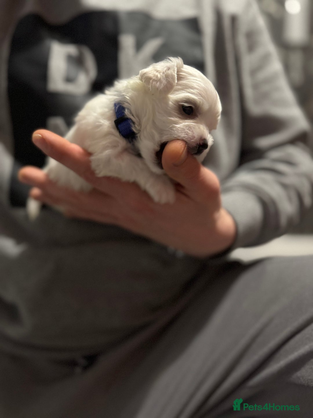 Maltese dogs for sale: >>> BEAUTIFULLY  **  PUPPIES POSSIBLE !!!<<< - Advert 10