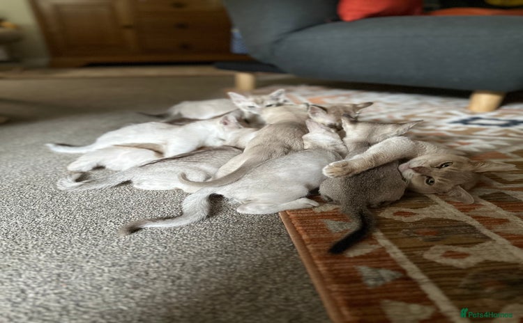 Burmese cats - Advert 1