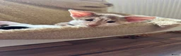 Mixed Breed cats for sale: Crossed Peterbald  - Advert 20