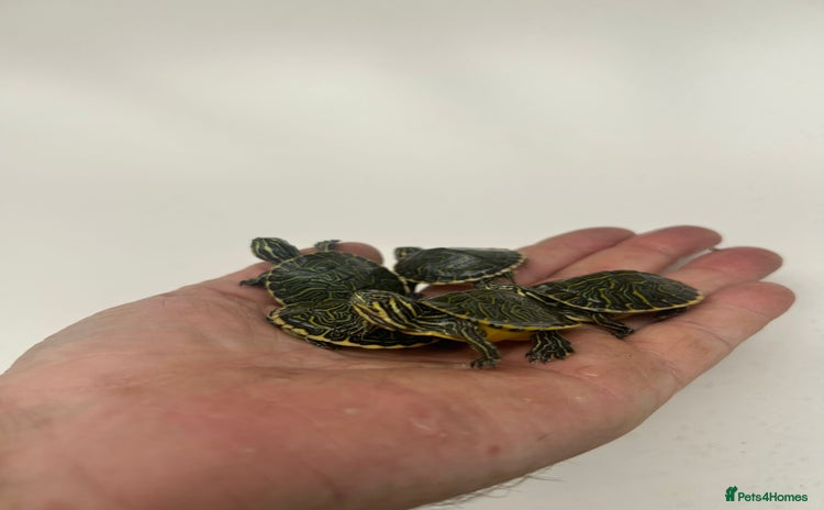 Terrapin reptiles - Advert 1