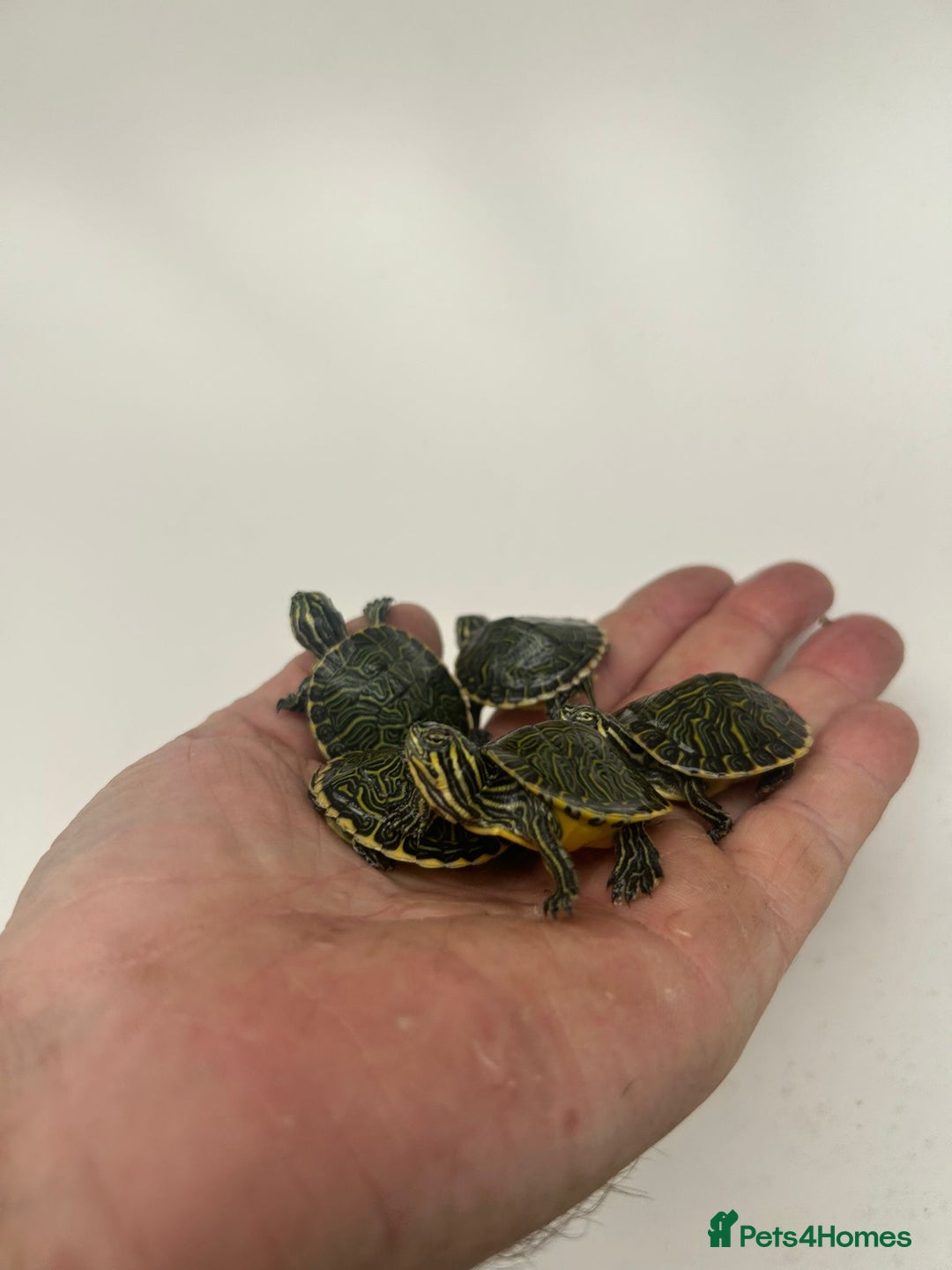 Terrapin reptiles for sale: Baby river cooters  - Image 1