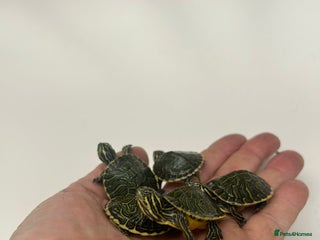 Terrapin reptiles - Advert 1